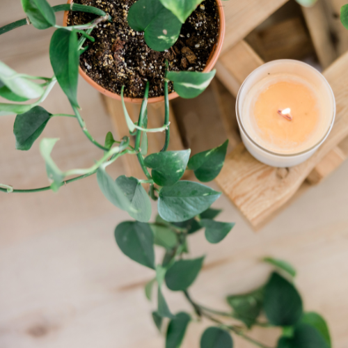 An image of houseplants and a candle on a wooden table.